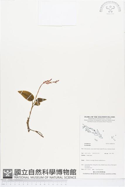 登錄號:BS04756藏品圖，第1張