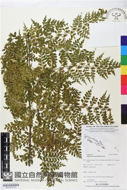 大羽鐵角蕨藏品圖，第1張