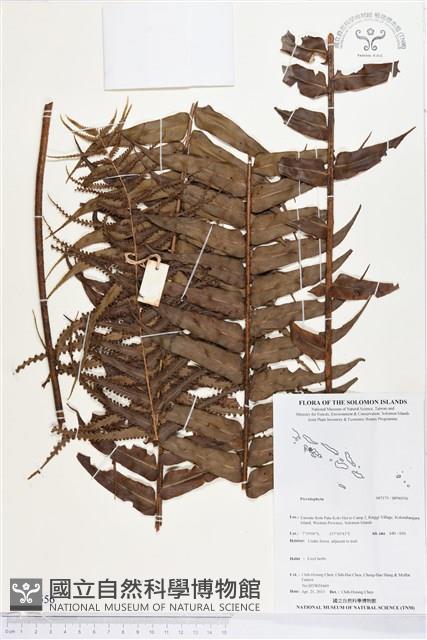 登錄號:BP00556藏品圖，第1張
