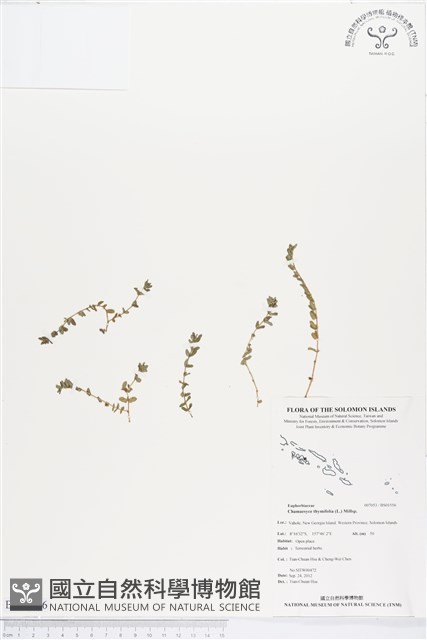 千根草藏品圖，第1張