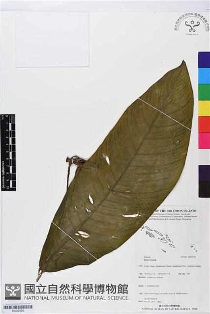 登錄號:BS05556藏品圖，第1張