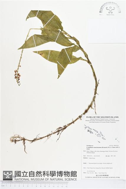 登錄號:BS03556藏品圖，第1張