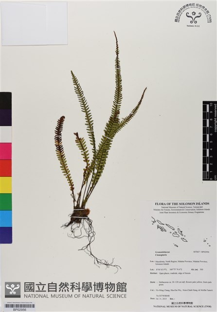 登錄號:BP02956藏品圖，第1張