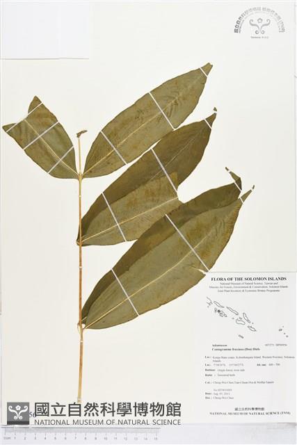 全緣鳳丫蕨藏品圖，第1張