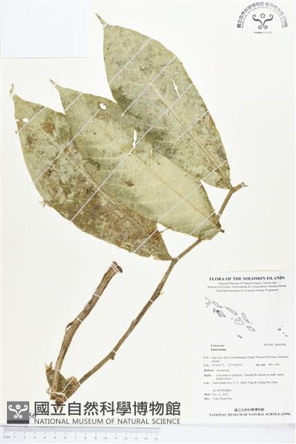 登錄號:BS01956藏品圖，第1張