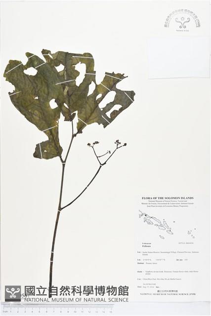 登錄號:BS04956藏品圖，第1張