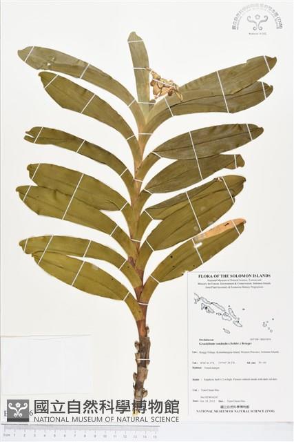 登錄號:BS03956藏品圖，第1張