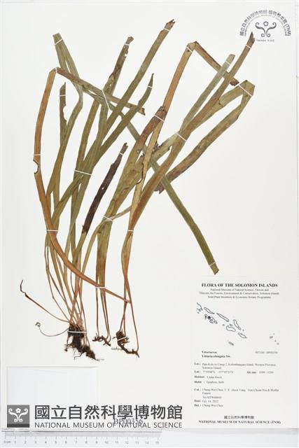 唇邊書帶蕨藏品圖，第1張