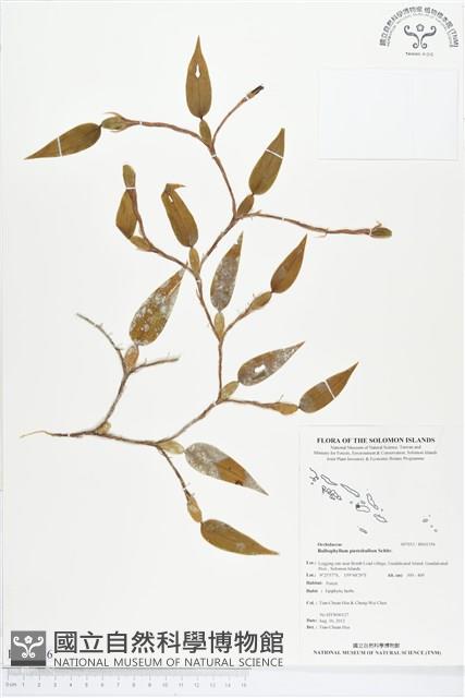 登錄號:BS01356藏品圖，第1張