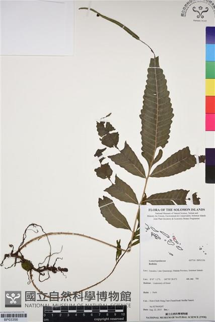 登錄號:BP03356藏品圖，第1張