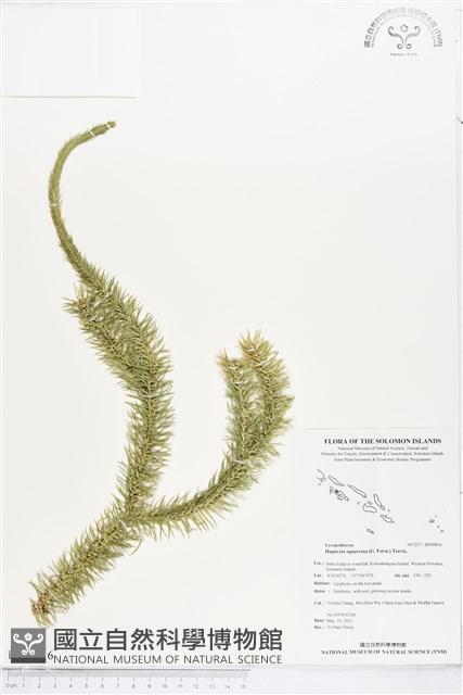 杉葉石松、展葉馬尾杉藏品圖，第1張