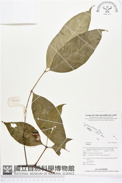 登錄號:BG00016藏品圖，第1張