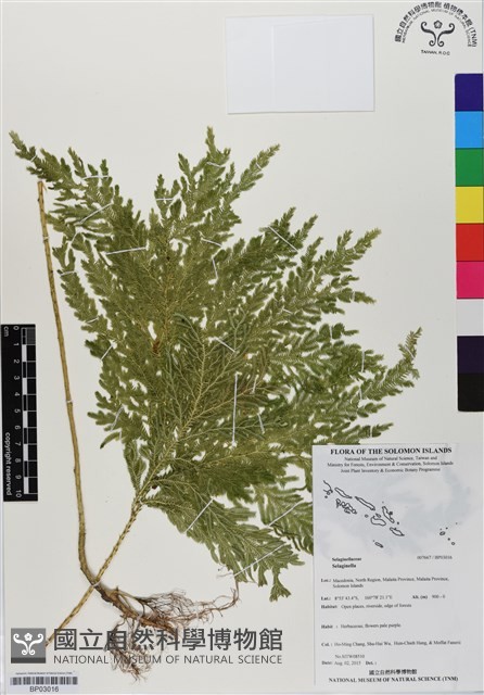 登錄號:BP03016藏品圖，第1張