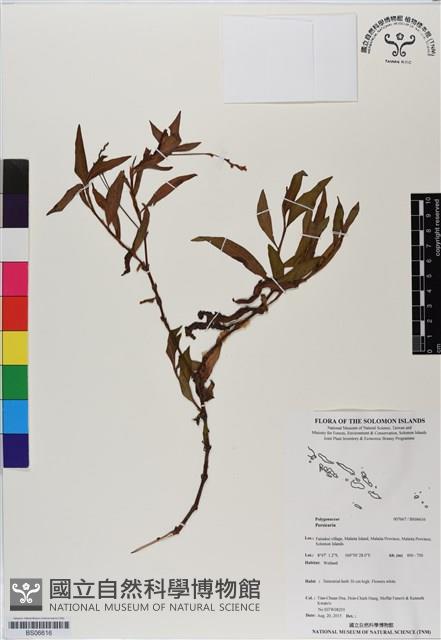 登錄號:BS06616藏品圖，第1張