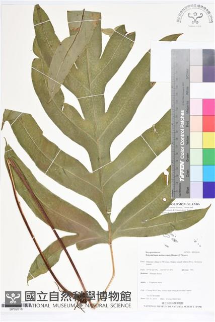 登錄號:BP02616藏品圖，第1張