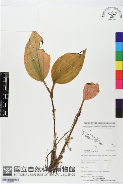 登錄號:BS05616藏品圖，第1張