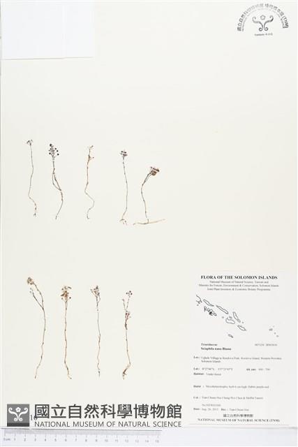 登錄號:BS03616藏品圖，第1張