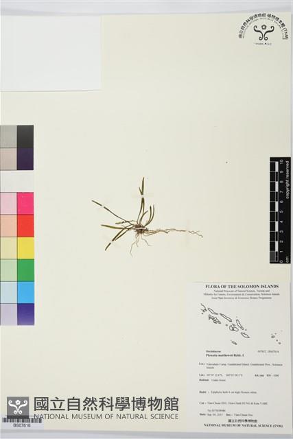 登錄號:BS07616藏品圖，第1張