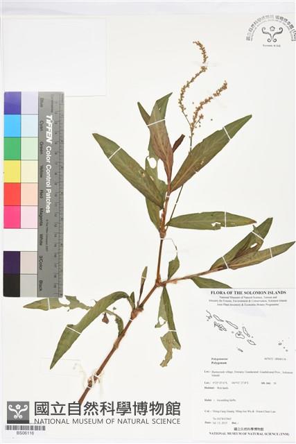 登錄號:BS06116藏品圖，第1張