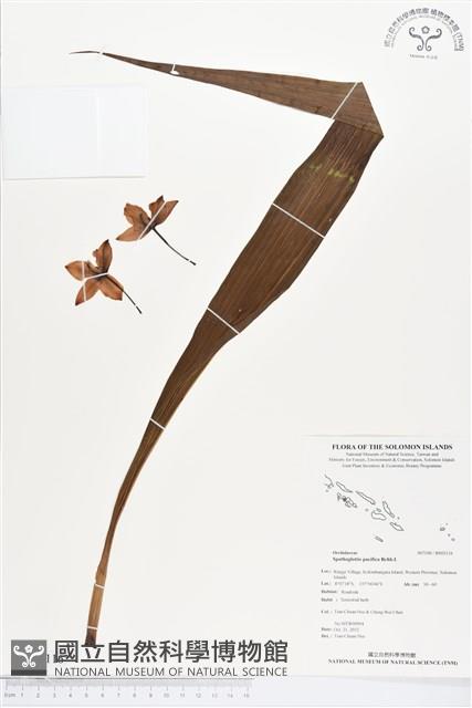 登錄號:BS02116藏品圖，第1張