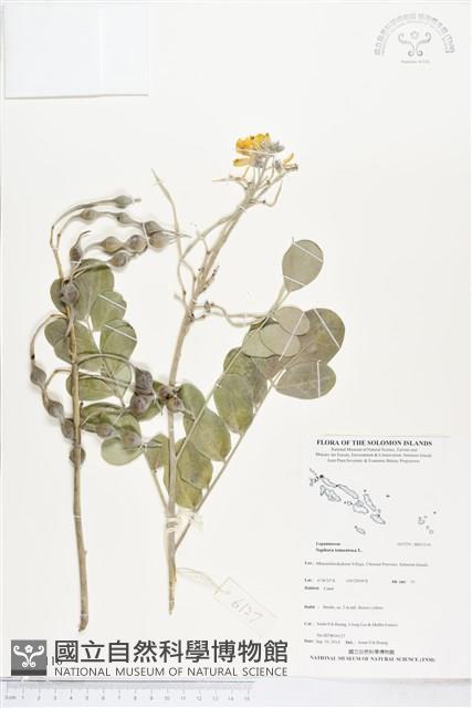 毛苦參藏品圖，第1張