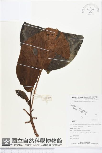 登錄號:BS03116藏品圖，第1張