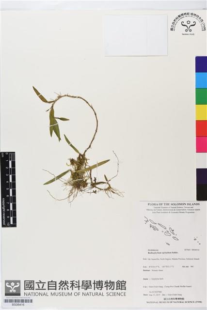 登錄號:BS06416藏品圖，第1張