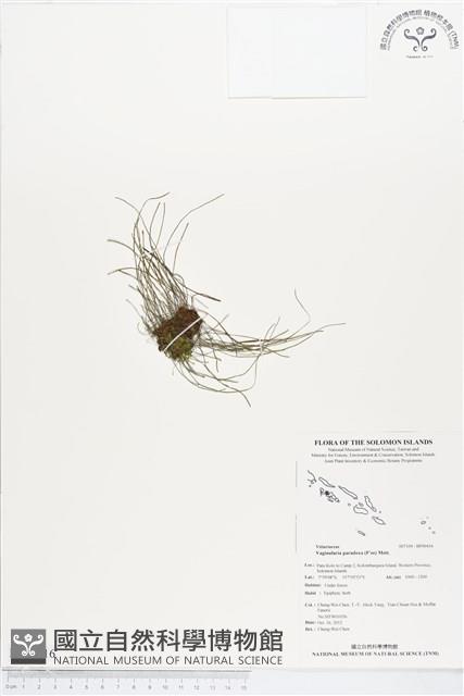 連孢一條線蕨藏品圖，第1張