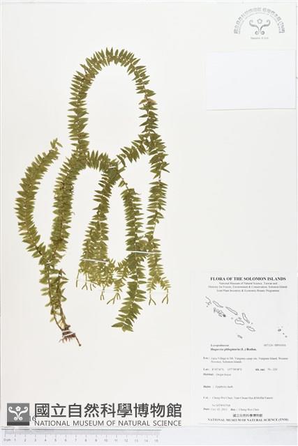 垂枝石松、垂枝馬尾杉藏品圖，第1張