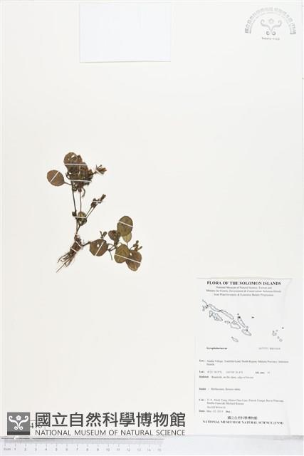 登錄號:BS05416藏品圖，第1張