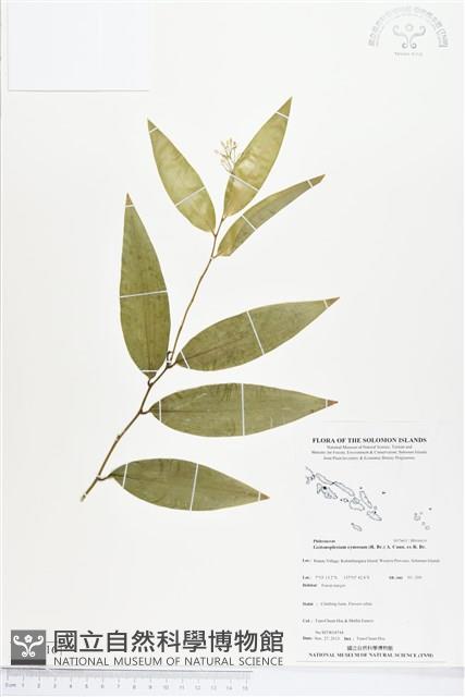 登錄號:BS04416藏品圖，第1張