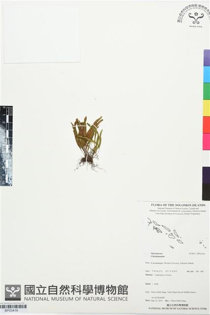 登錄號:BP03416藏品圖，第1張