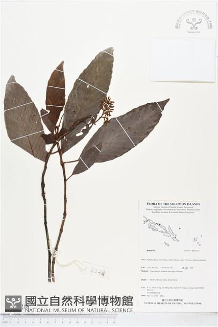 登錄號:BS05216藏品圖，第1張