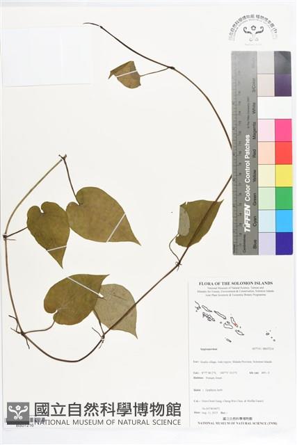 登錄號:BS07216藏品圖，第1張