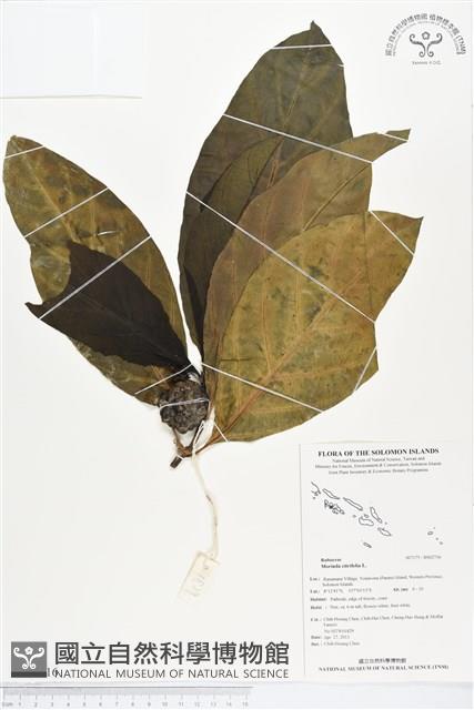 檄樹、諾麗果藏品圖，第1張