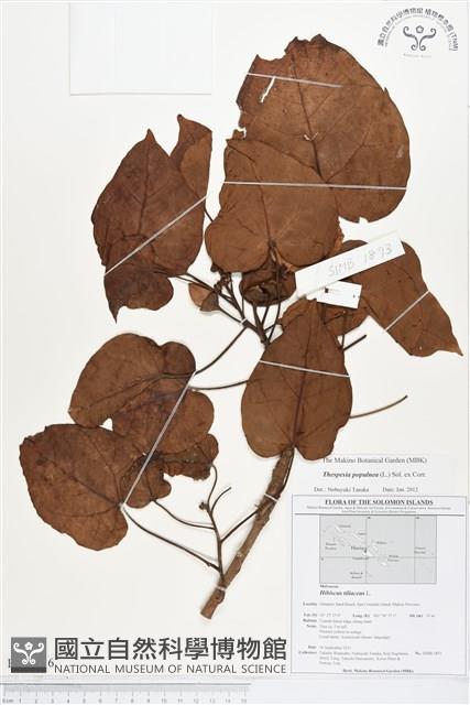 繖楊、截萼黃槿藏品圖，第1張
