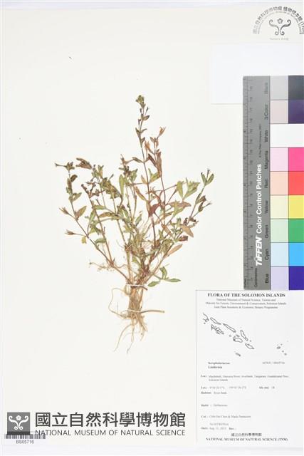 登錄號:BS05716藏品圖，第1張