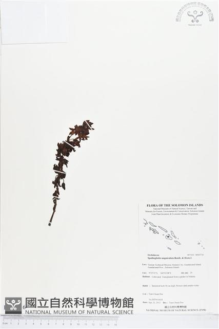 深山紫蘭藏品圖，第1張