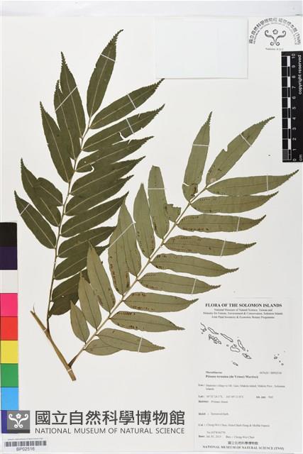 登錄號:BP02516藏品圖，第1張