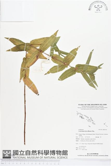 糯米團藏品圖，第1張