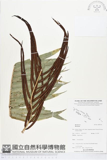 登錄號:BP01516藏品圖，第1張