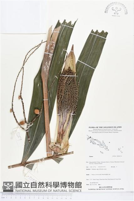 登錄號:BS04516藏品圖，第1張