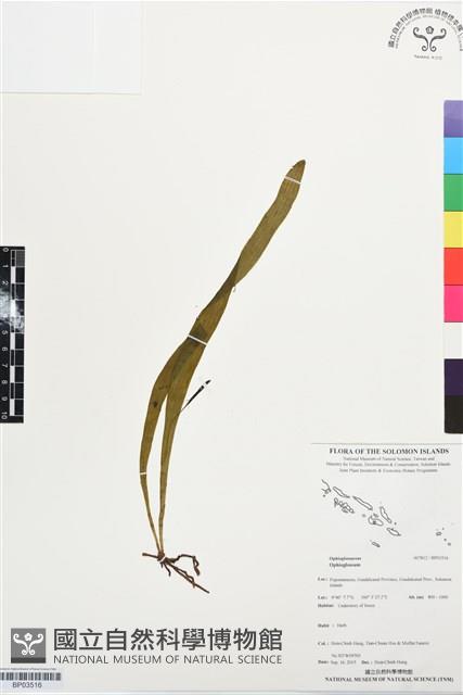 登錄號:BP03516藏品圖，第1張