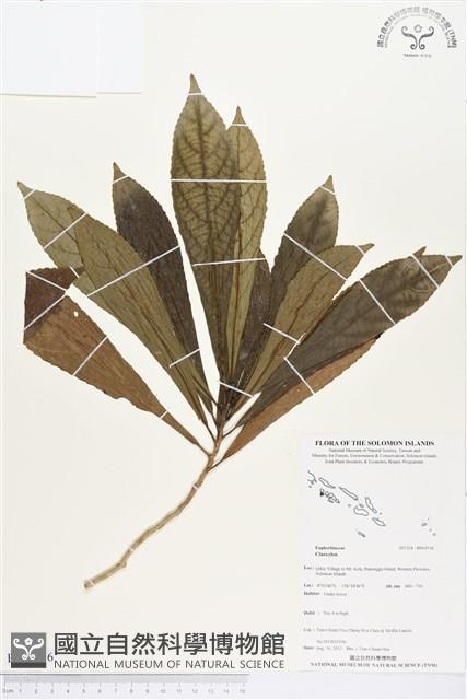 登錄號:BS03516藏品圖，第1張