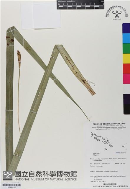 登錄號:BS06916藏品圖，第1張