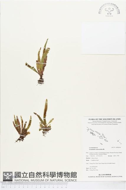 毛禾葉蕨藏品圖，第1張