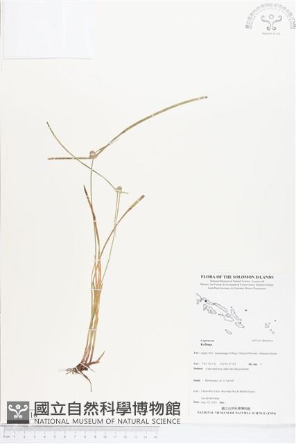 登錄號:BS04916藏品圖，第1張