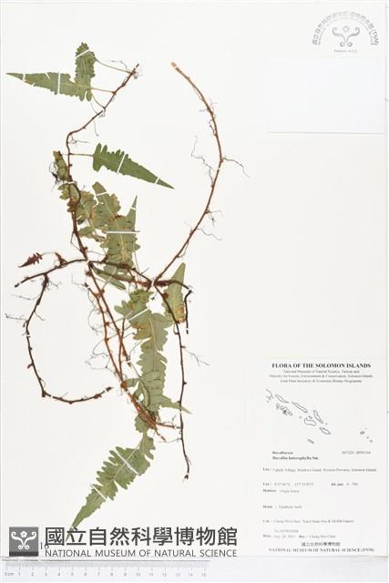 登錄號:BP01316藏品圖，第1張