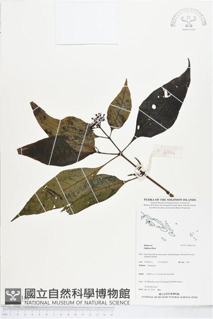 登錄號:BS05316藏品圖，第1張