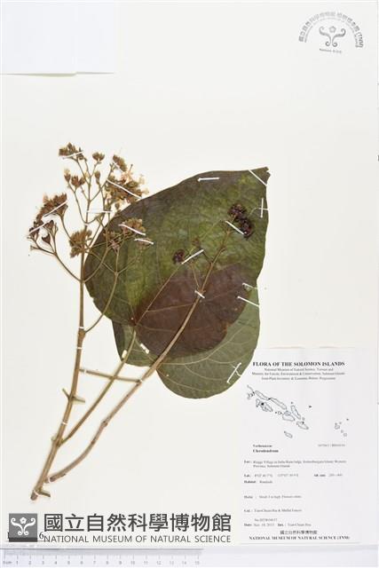 登錄號:BS04316藏品圖，第1張